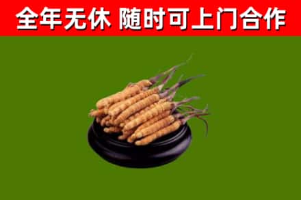 绵竹市回收冬虫夏草